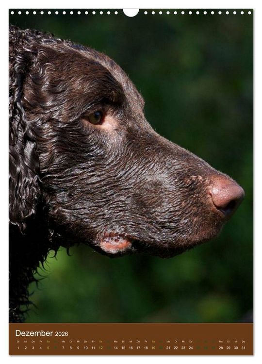 Produktbild: Curly Coated Retriever 2026 (Wandkalender 2026 DIN A3 hoch), CALVENDO Monatskalender
