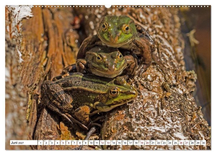 Produktbild: Das Schwenninger Moos - ein vielseitiger Lebensraum (hochwertiger Premium Wandkalender 2027 DIN A2 quer), Kunstdruck in Hochglanz