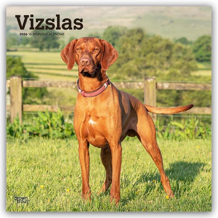 Produktbild: Vizslas – Kurzhaariger Ungarischer Vorstehhund 2026 – 16-Monatskalender