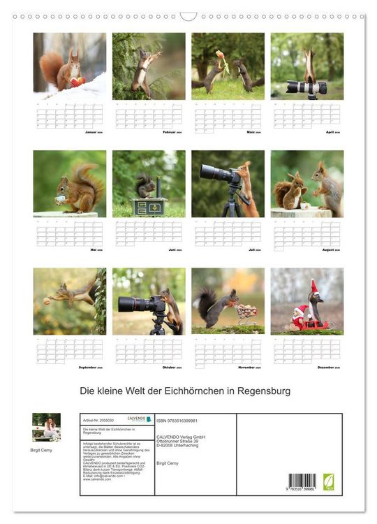 Produktbild: Die kleine Welt der Eichh&ouml;rnchen in Regensburg (Wandkalender 2026 DIN A2 hoch), CALVENDO Monatskalender