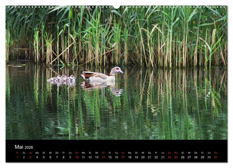 Produktbild: Welt der Tiere (Wandkalender 2026 DIN A2 quer), CALVENDO Monatskalender