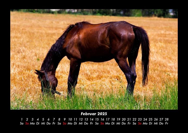 Produktbild: Pferdegefl&uuml;ster 2025 Fotokalender DIN A3
