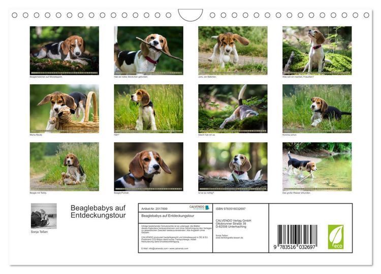Produktbild: Beaglebabys auf Entdeckungstour (Wandkalender 2026 DIN A4 quer), CALVENDO Monatskalender