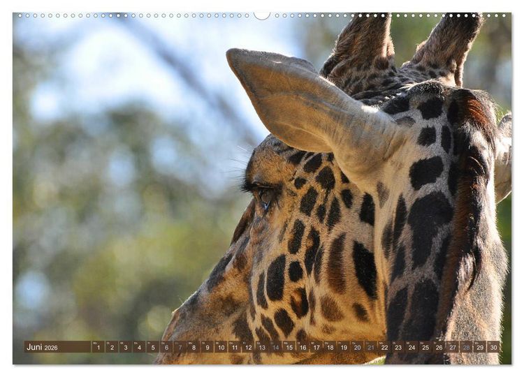 Produktbild: Wilde Tiere - Die sch&ouml;nsten Portraits (Wandkalender 2026 DIN A2 quer), CALVENDO Monatskalender