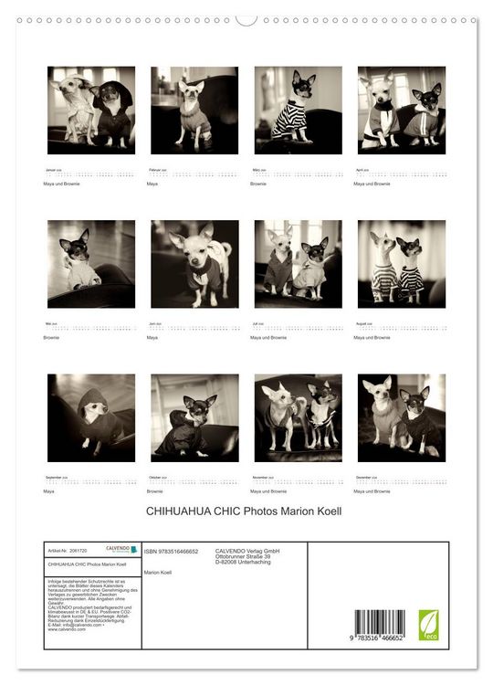 Produktbild: CHIHUAHUA CHIC Photos Marion Koell (hochwertiger Premium Wandkalender 2026 DIN A2 hoch), Kunstdruck in Hochglanz