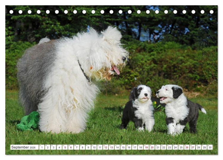 Produktbild: In der Kinderstube bei Familie Bobtail (Tischkalender 2026 DIN A5 quer), CALVENDO Monatskalender