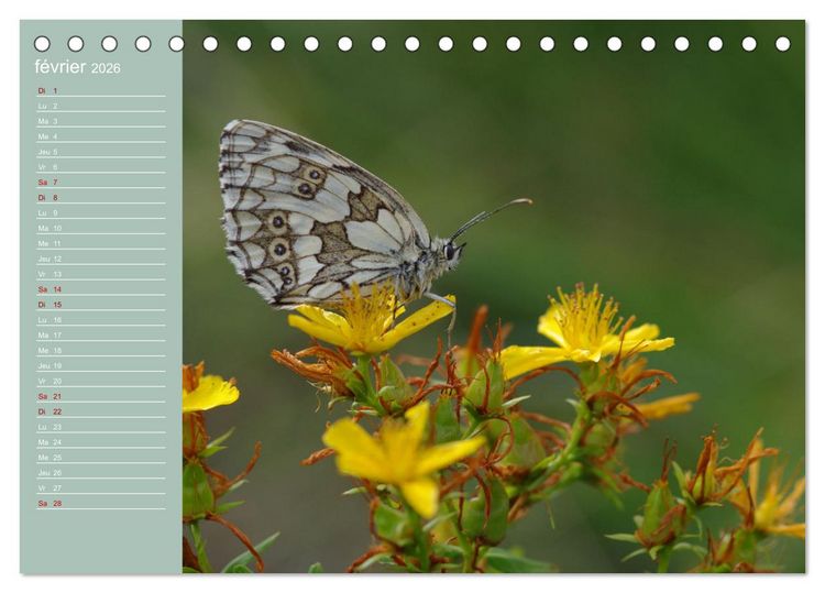 Produktbild: Merveilleux papillons (Calendrier de bureau 2026 DIN A5 vertical), CALVENDO calendrier mensuel