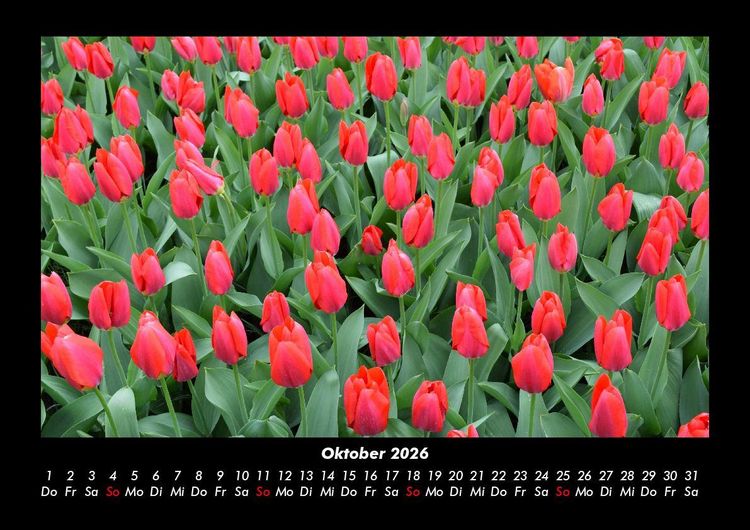 Produktbild: Blumentr&auml;ume 2026 Fotokalender DIN A3