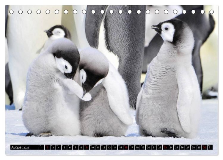 Produktbild: Pinguine - Watscheln im festlichen Kleid (Tischkalender 2026 DIN A5 quer), CALVENDO Monatskalender