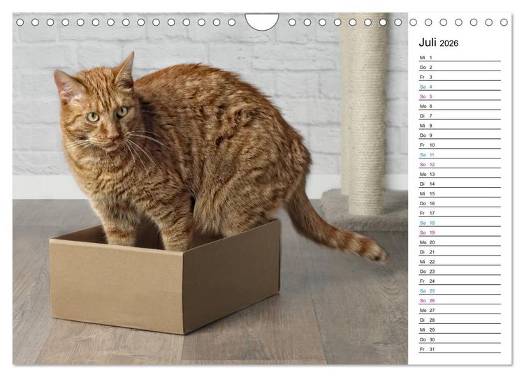 Produktbild: Karton Katzen (Wandkalender 2026 DIN A4 quer), CALVENDO Monatskalender