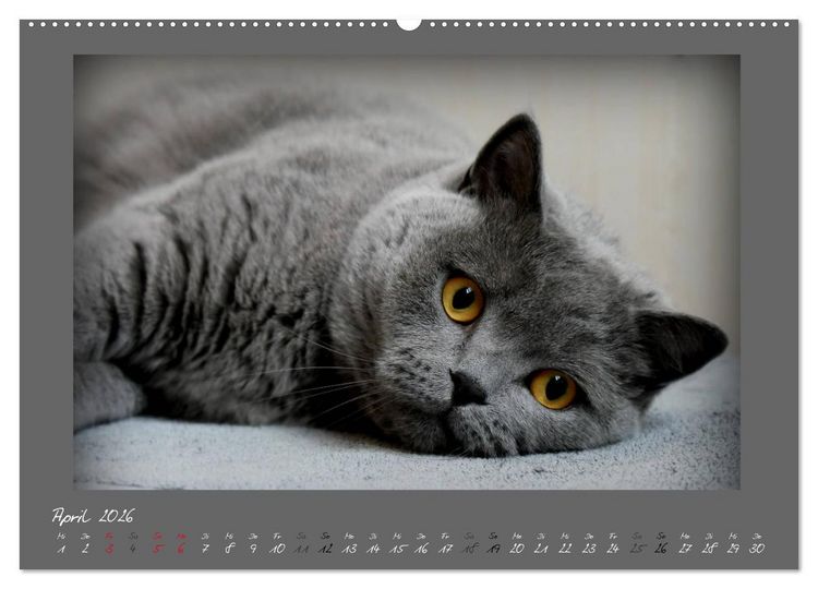 Produktbild: GRAUE ENGEL Britischkurzhaar-Katzen (Wandkalender 2026 DIN A2 quer), CALVENDO Monatskalender