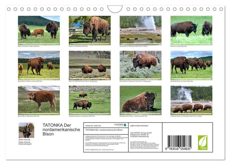 Produktbild: TATONKA Der nordamerikanische Bison (Wandkalender 2026 DIN A4 quer), CALVENDO Monatskalender