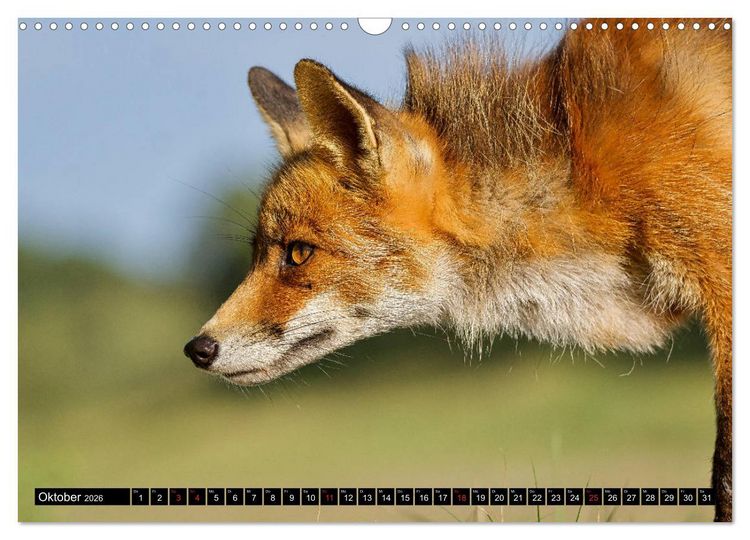 Produktbild: Wildes Deutschland (Wandkalender 2026 DIN A3 quer), CALVENDO Monatskalender