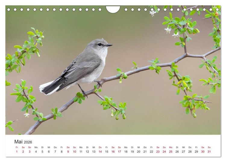 Produktbild: Singv&ouml;gel aus Australien (Wandkalender 2026 DIN A4 quer), CALVENDO Monatskalender