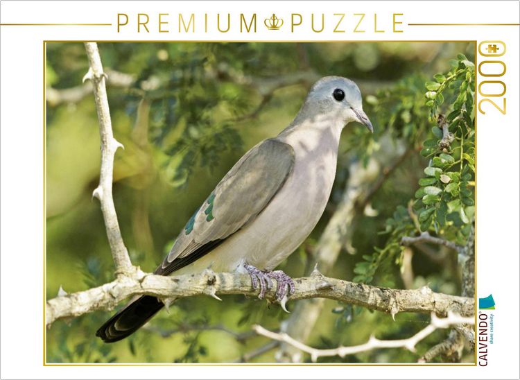 Produktbild: CALVENDO Puzzle Bronzefleck-Taube im Kruger Nationalpark | 2000 Teile Lege-Gr&ouml;&szlig;e 90x67cm Foto-Puzzle f&uuml;r gl&uuml;ckliche Stunden