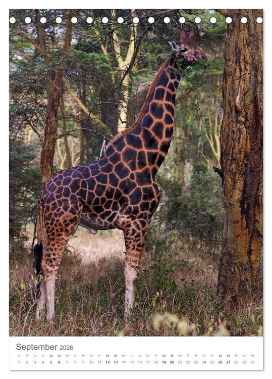 Produktbild: Giraffen - Die Grazien in Afrikas Savannen (Tischkalender 2026 DIN A5 hoch), CALVENDO Monatskalender