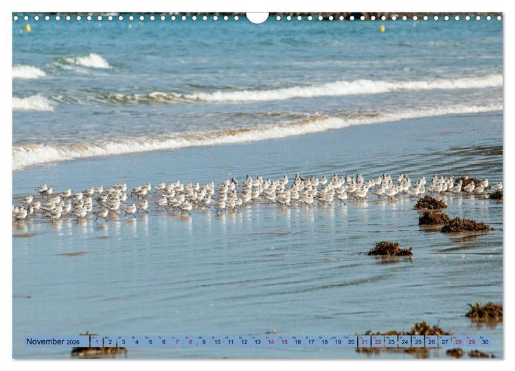 Produktbild: Bretagne und Normandie - Vor der Flut beobachten und entdecken (Wandkalender 2026 DIN A3 quer), CALVENDO Monatskalender