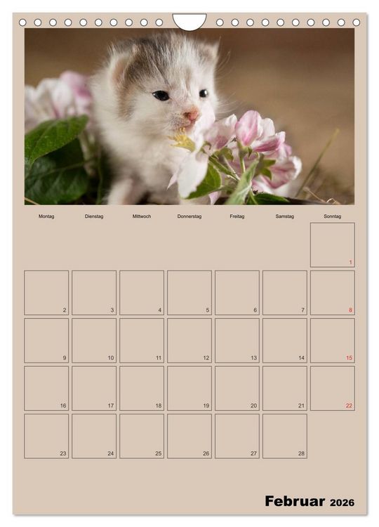 Produktbild: Mit Katzen durchs Jahr / Planer (Wandkalender 2026 DIN A4 hoch), CALVENDO Monatskalender