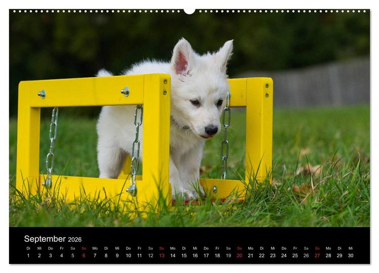 Produktbild: Wei&szlig;er Schweizer Sch&auml;ferhund - Ein Tag im Leben einer Hundefamilie (Wandkalender 2026 DIN A2 quer), CALVENDO Monatskalender