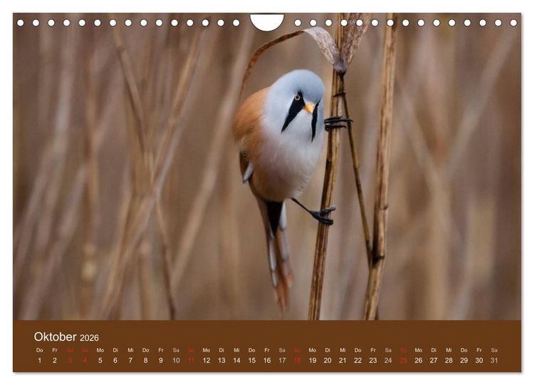 Produktbild: Der Federsee - Vogelparadies in Oberschwaben (Wandkalender 2026 DIN A4 quer), CALVENDO Monatskalender