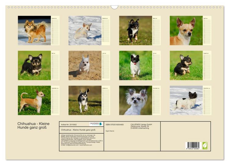 Produktbild: Chihuahua - Kleine Hunde ganz gro&szlig; (Wandkalender 2026 DIN A2 quer), CALVENDO Monatskalender