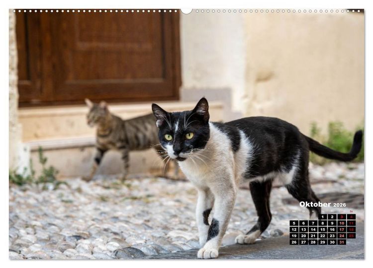 Produktbild: Katzen von Rhodos - Kleine G&ouml;tter auf vier Pfoten (hochwertiger Premium Wandkalender 2026 DIN A2 quer), Kunstdruck in Hochglanz