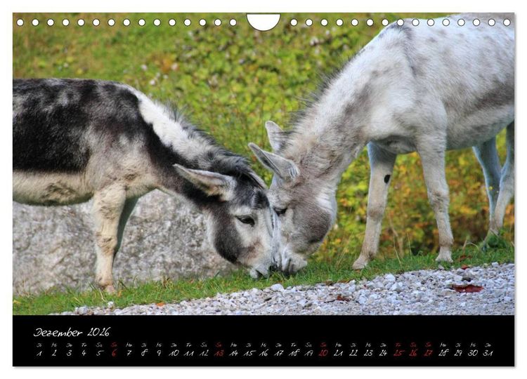 Produktbild: Esel - liebenswerte Langohren (Wandkalender 2026 DIN A4 quer), CALVENDO Monatskalender
