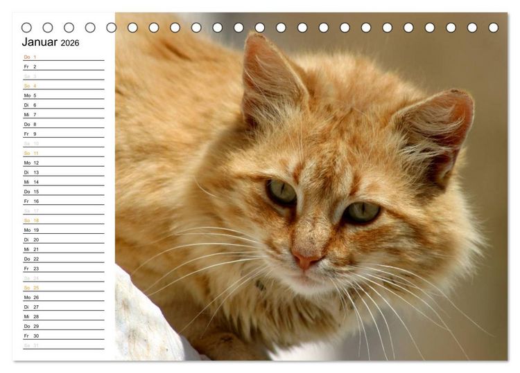 Produktbild: Katzensprung (Tischkalender 2026 DIN A5 quer), CALVENDO Monatskalender