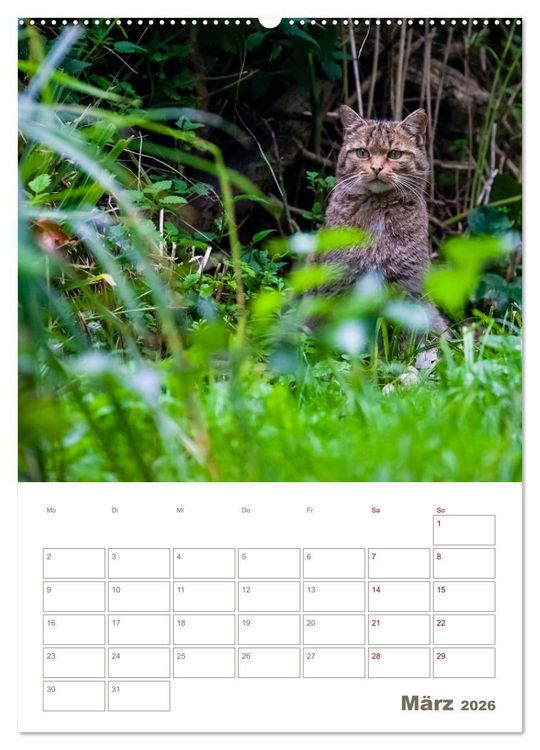 Produktbild: Europ&auml;ische Wildkatzen - Jahresplaner (hochwertiger Premium Wandkalender 2026 DIN A2 hoch), Kunstdruck in Hochglanz