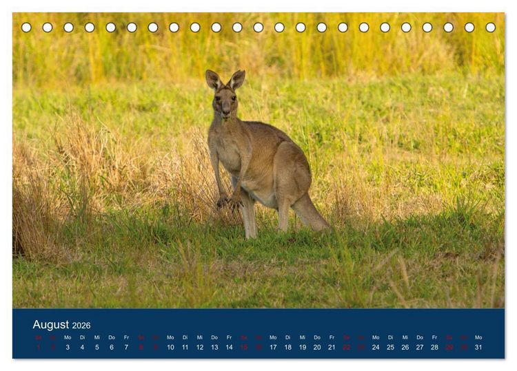 Produktbild: Freilebende K&auml;ngurus (Tischkalender 2026 DIN A5 quer), CALVENDO Monatskalender