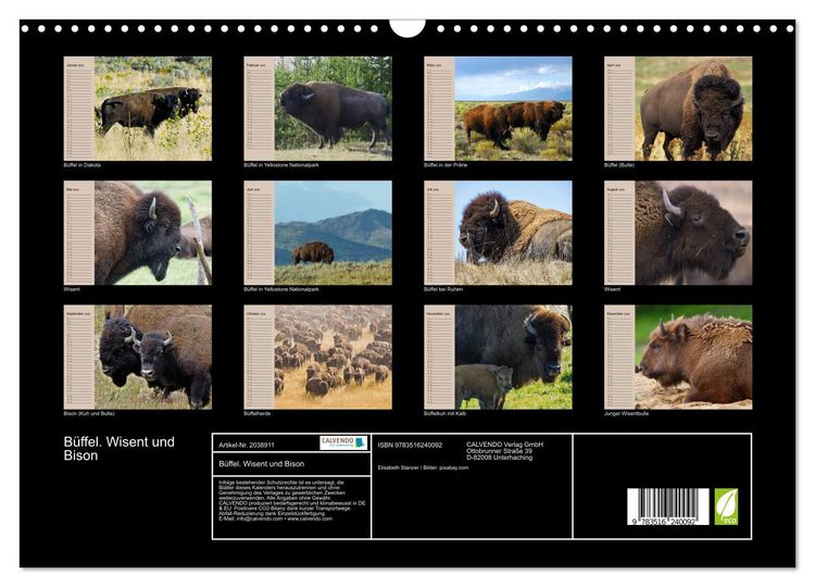 Produktbild: B&uuml;ffel. Wisent und Bison (Wandkalender 2026 DIN A3 quer), CALVENDO Monatskalender