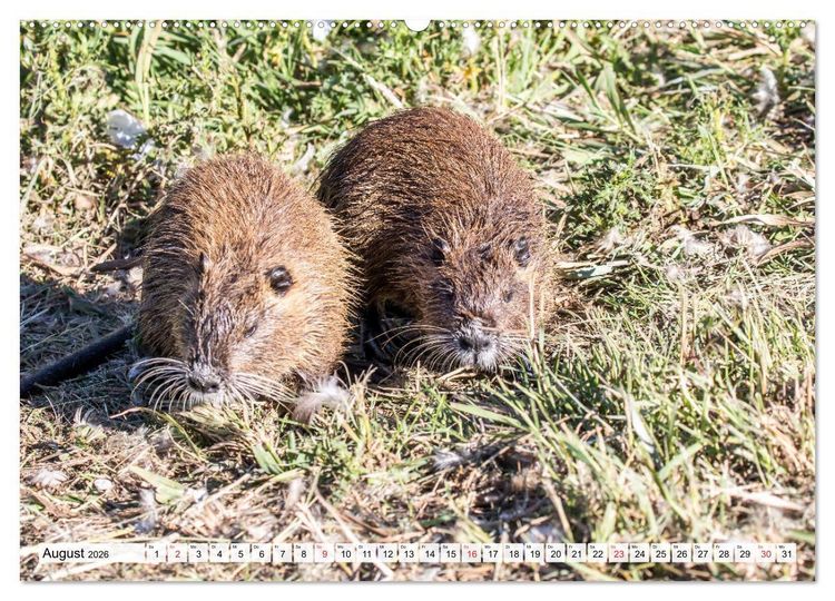 Produktbild: NUTRIA mit Nachwuchs (Wandkalender 2026 DIN A2 quer), CALVENDO Monatskalender