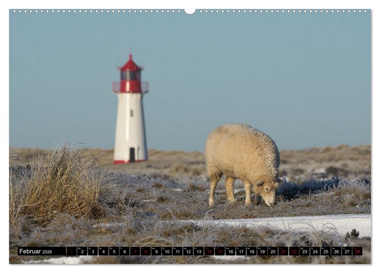 Produktbild: Schafe auf Sylt (hochwertiger Premium Wandkalender 2026 DIN A2 quer), Kunstdruck in Hochglanz