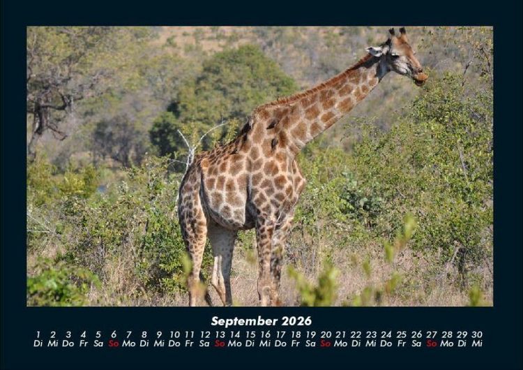 Produktbild: Giraffen 2026 Fotokalender DIN A4