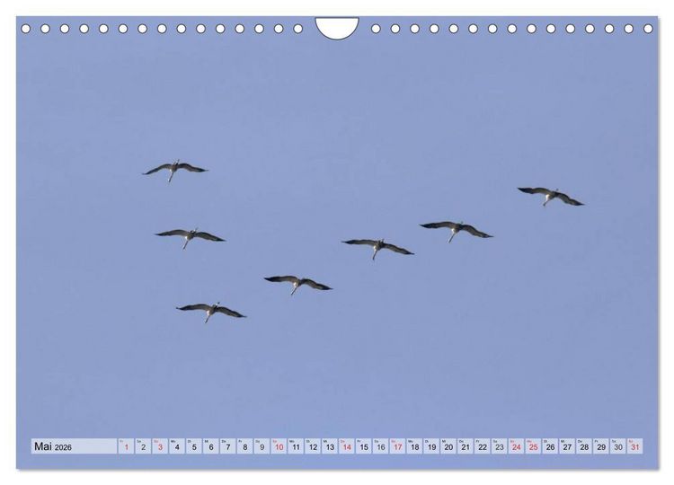 Produktbild: Kraniche auf dem Weg nach S&uuml;den (Wandkalender 2026 DIN A4 quer), CALVENDO Monatskalender