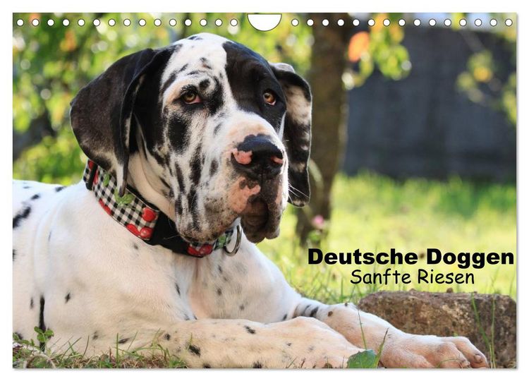 Produktbild: Deutsche Doggen - Sanfte Riesen (Wandkalender 2026 DIN A4 quer), CALVENDO Monatskalender