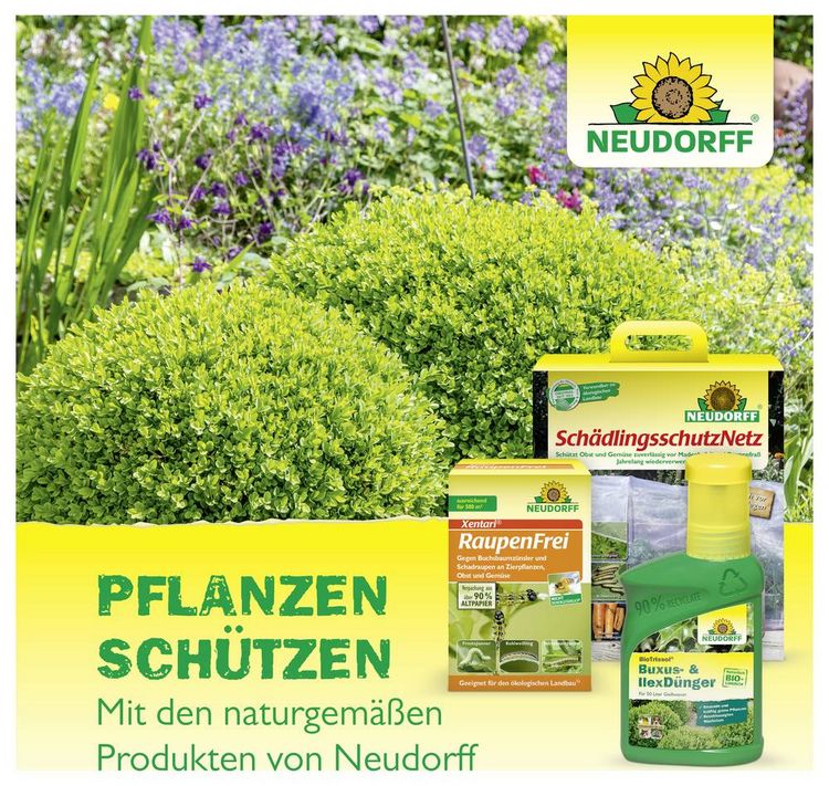 Produktbild: Neudorff 03031 Buchsbaumz&uuml;nsler-Falle Lockstoff 1St.