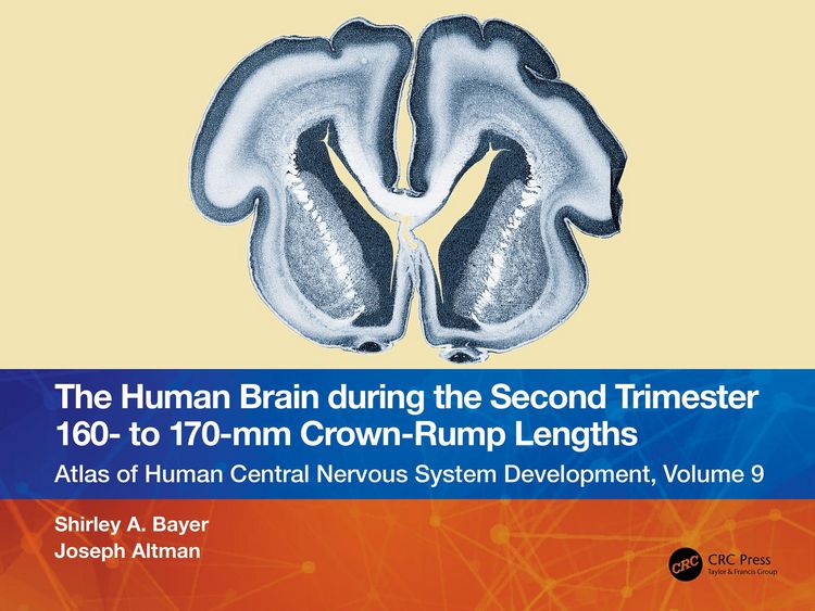 Produktbild: The Human Brain during the Second Trimester 160- to 170-mm Crown-Rump Lengths