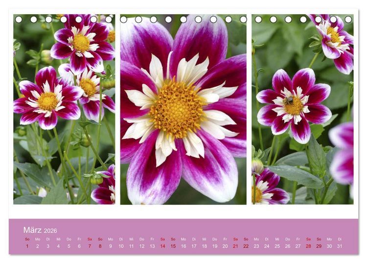 Produktbild: Dahlien-Triplets (Tischkalender 2026 DIN A5 quer), CALVENDO Monatskalender