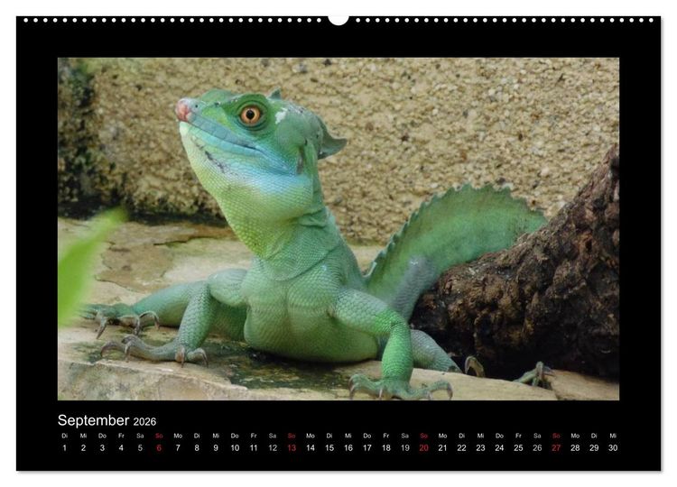 Produktbild: Faszinierende Reptilien (hochwertiger Premium Wandkalender 2026 DIN A2 quer), Kunstdruck in Hochglanz