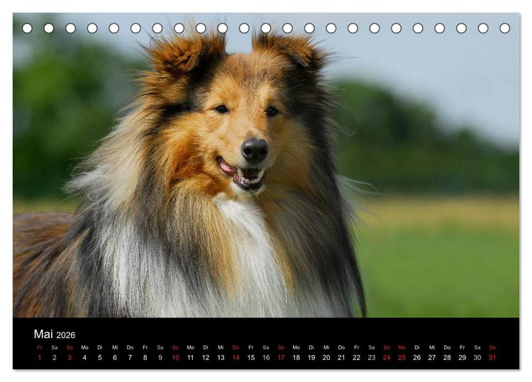 Produktbild: Sheltie 2026 (Tischkalender 2026 DIN A5 quer), CALVENDO Monatskalender