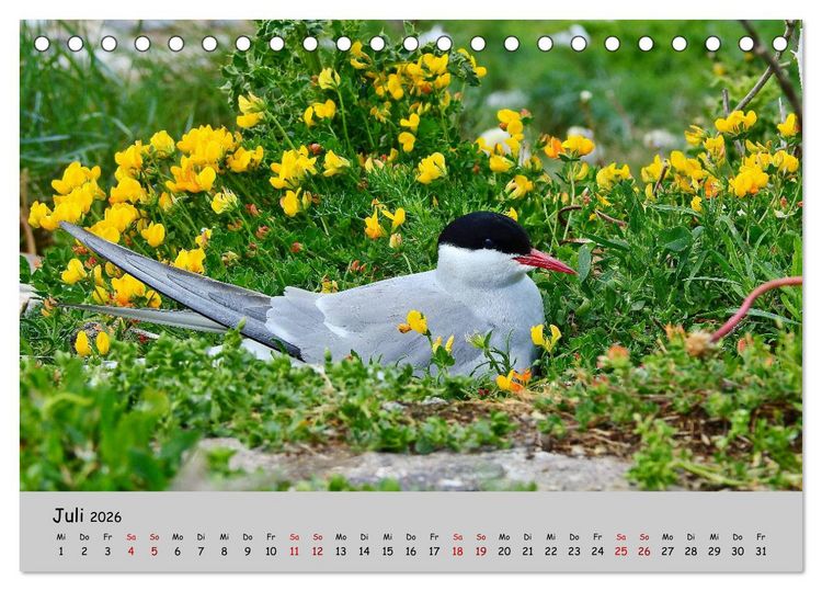 Produktbild: Faszination Zugv&ouml;gel - Rekorde in der Vogelwelt (Tischkalender 2026 DIN A5 quer), CALVENDO Monatskalender