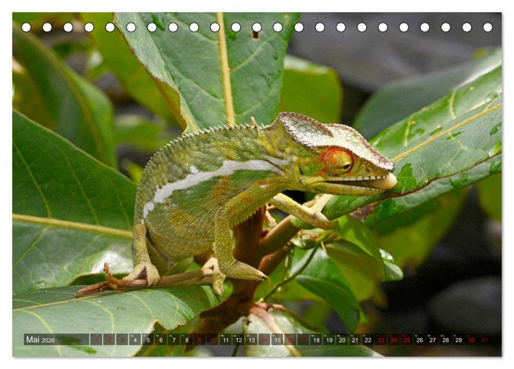 Produktbild: Reptilien auf Madagaskar (Tischkalender 2026 DIN A5 quer), CALVENDO Monatskalender
