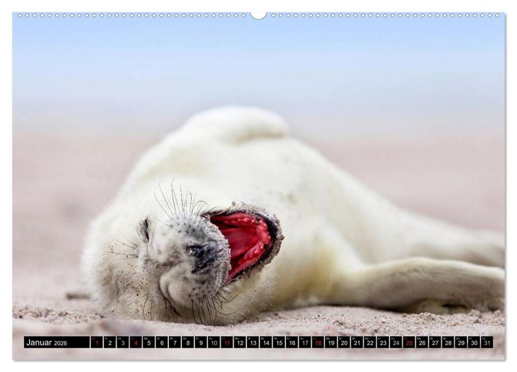 Produktbild: Robbenbabys (hochwertiger Premium Wandkalender 2026 DIN A2 quer), Kunstdruck in Hochglanz