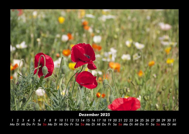 Produktbild: Blumentr&auml;ume 2025 Fotokalender DIN A3