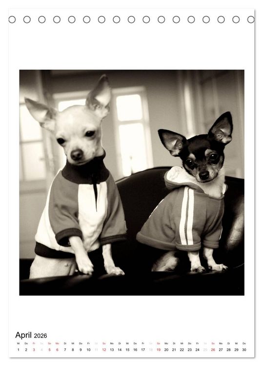Produktbild: CHIHUAHUA CHIC Photos Marion Koell (Tischkalender 2026 DIN A5 hoch), CALVENDO Monatskalender