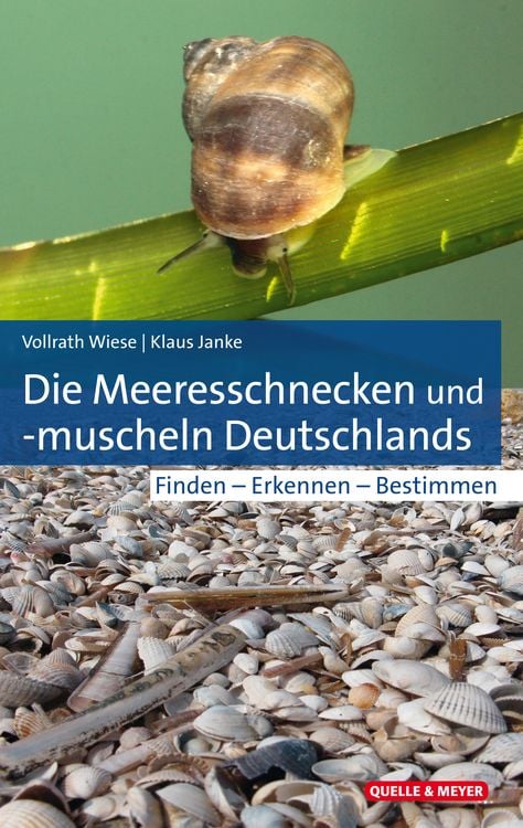 Bild vom Artikel Die Meeresschnecken und -muscheln Deutschlands vom Autor Vollrath Wiese