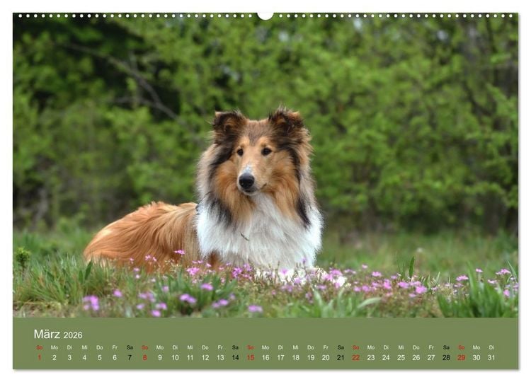 Produktbild: Collies - charmante Herzensbrecher (hochwertiger Premium Wandkalender 2026 DIN A2 quer), Kunstdruck in Hochglanz