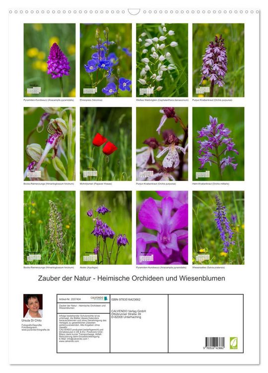 Produktbild: Zauber der Natur - Heimische Orchideen und Wiesenblumen (Wandkalender 2026 DIN A2 hoch), CALVENDO Monatskalender