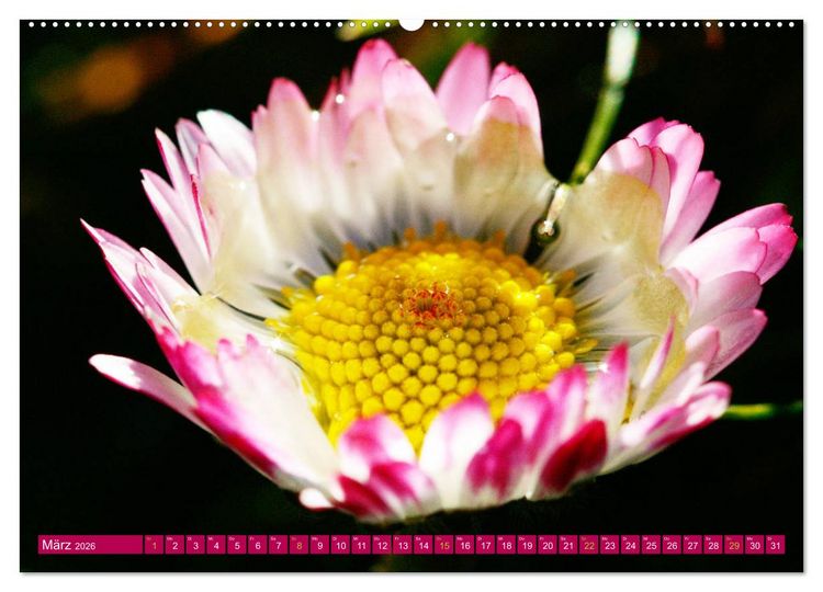 Produktbild: Auf Augenh&ouml;he mit G&auml;nsebl&uuml;mchen (hochwertiger Premium Wandkalender 2026 DIN A2 quer), Kunstdruck in Hochglanz